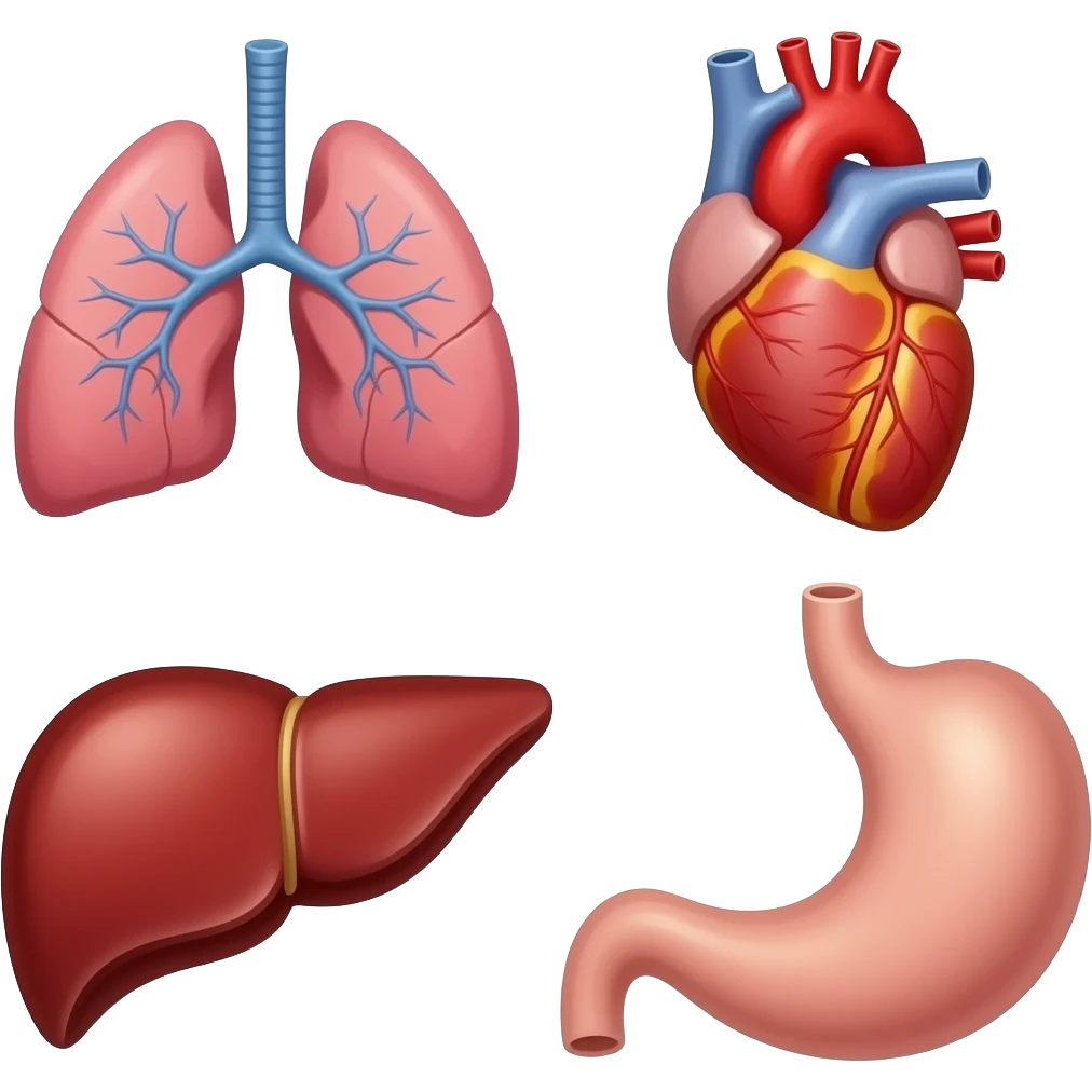 órganos del cuerpo humano (corazon, pulomones, higado, estomago) emoji