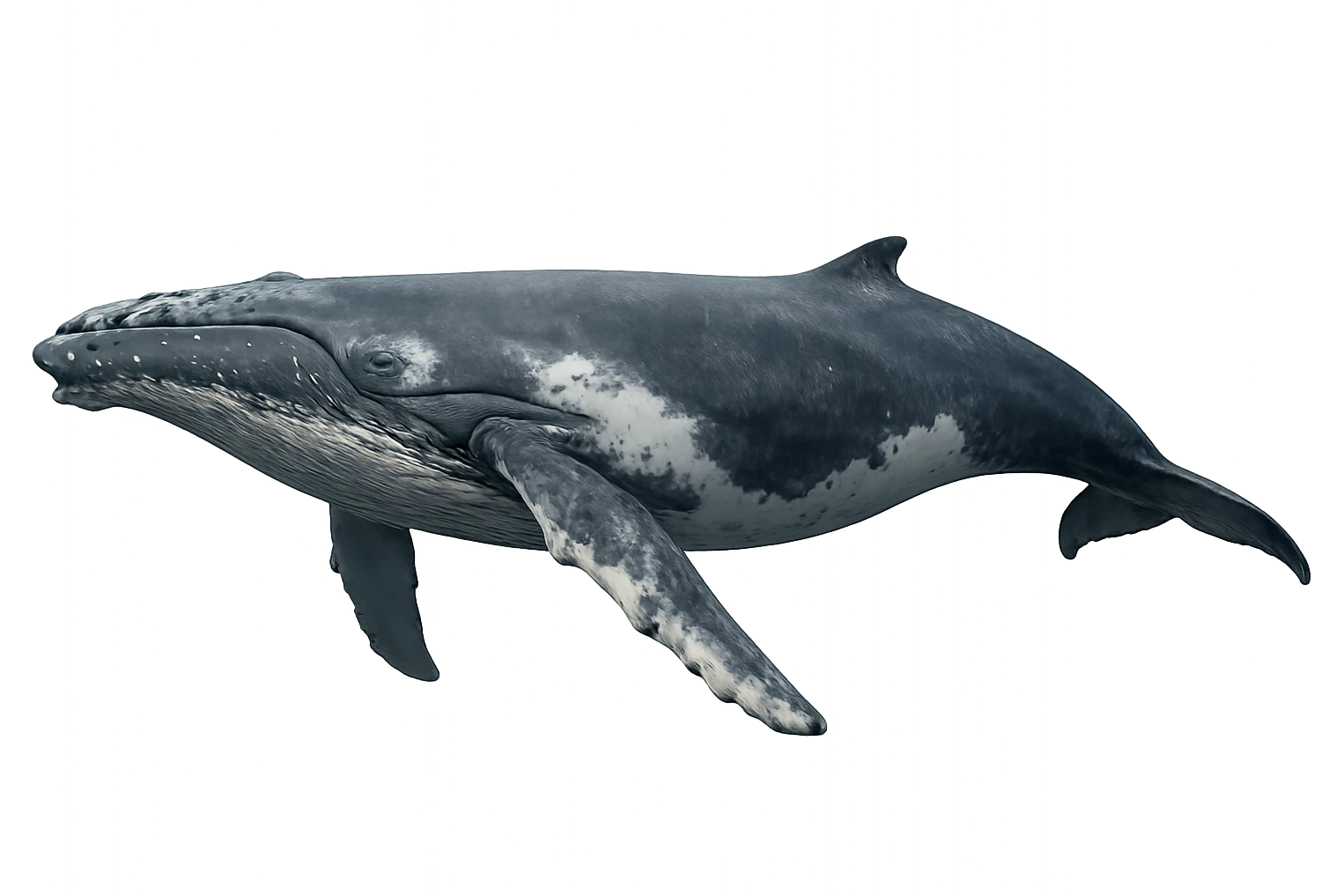 Whale emoji