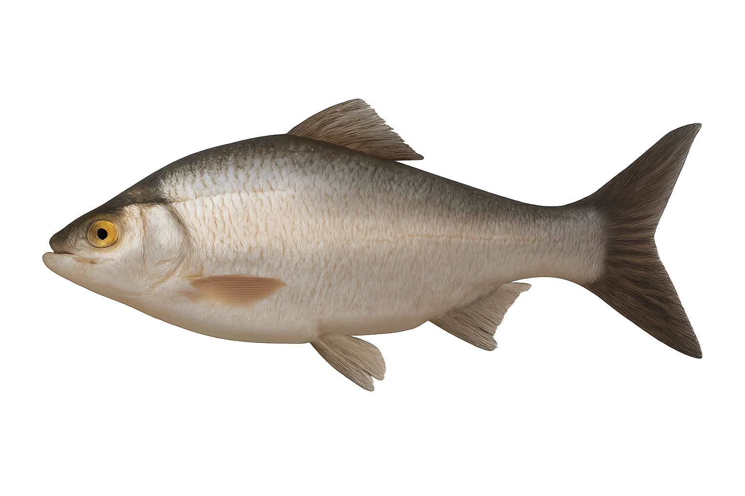 Fish emoji