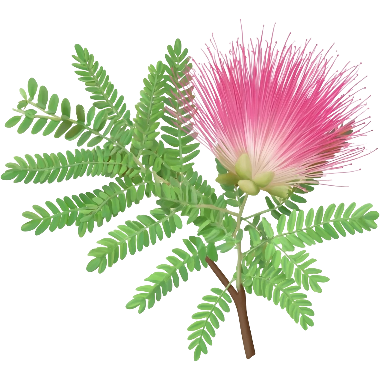 Mimosa emoji
