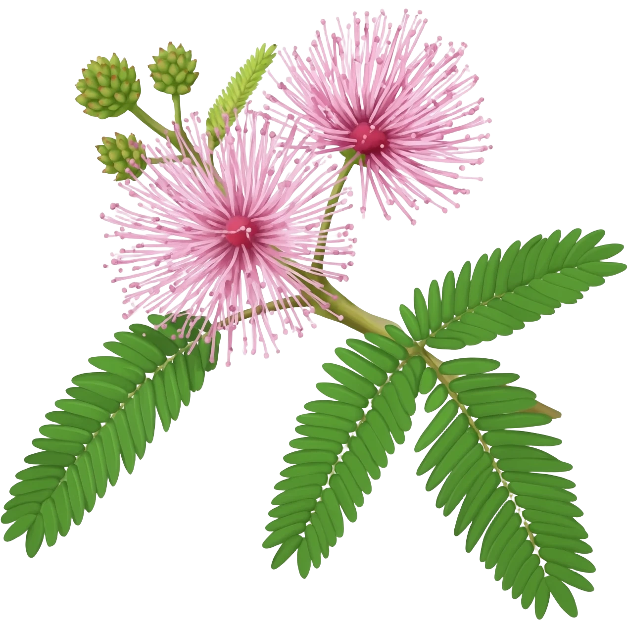 Mimosa emoji