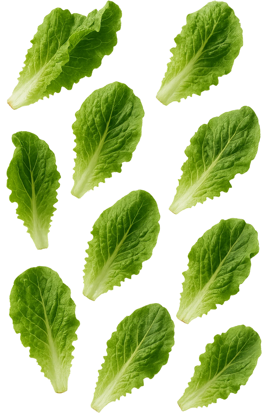 foglie di insalata realistiche fluttuano in aria, IPERREALISTICO 4K emoji