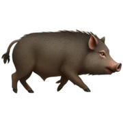 wild boar sticker