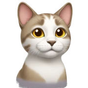 cat  sticker