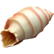 Conch shell sticker