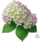 Limelight hydrangea sticker