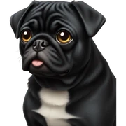 Black pug sticker