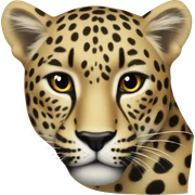 leopard  sticker