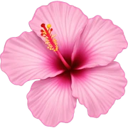 hibiscus flower pink sticker