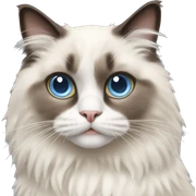 Ragdoll cat sticker