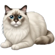 ragdoll-cat sticker