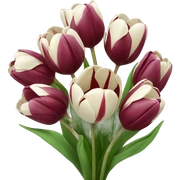 bouquet of burgundy tulips with bow  sticker