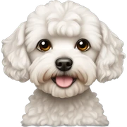 hairless maltipoo sticker