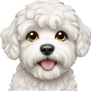 Schichon puppy  sticker