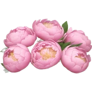 Baby pink Peonies in a box  sticker