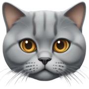 British short hair sticker
