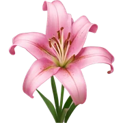 pink lily sticker