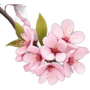 Cherry blossom sticker