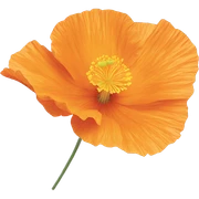California poppy sticker
