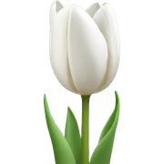 Withe tulip sticker