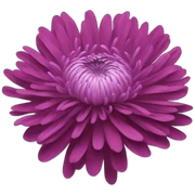 Chrysanthemum sticker