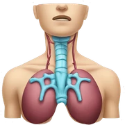 Thyroid anatomy  sticker