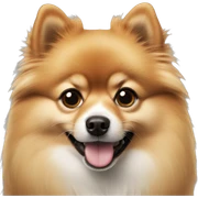 Pomeranian sticker