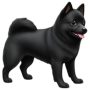 schipperke sticker