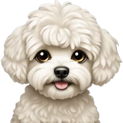 Maltipoo sticker