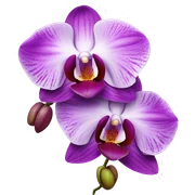 Orchid sticker