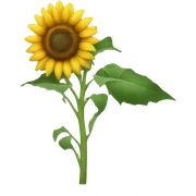 Sunflower sticker