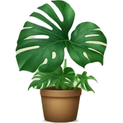 Monstera plant  sticker