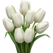 white tulip bouquet  sticker