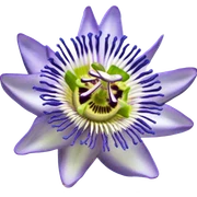 passion flower sticker