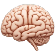 The human brain in a side few sticker
