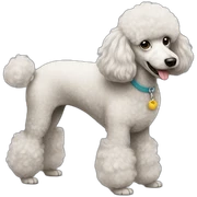 Poodle sticker