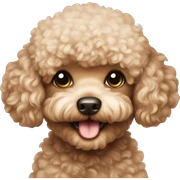 Toy poodle  sticker