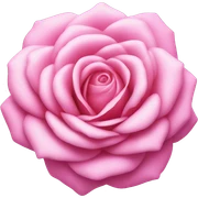 una rosa de color rosa sticker