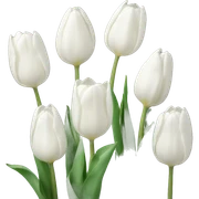 White tulips sticker