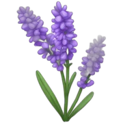 Lavender  sticker