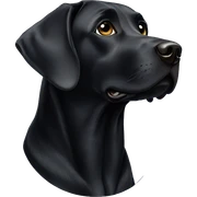 Black labrador sticker