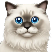 Fluffy seal.colorpoint ragdoll cat with  blue eyes sticker