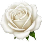 White rose sticker