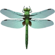 Dragonfly sticker