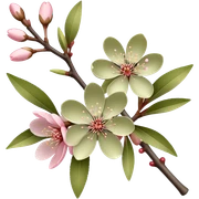 Pale olive Sakura  sticker
