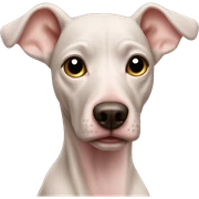 hairless dog sticker
