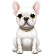 White frenchie sitting sticker