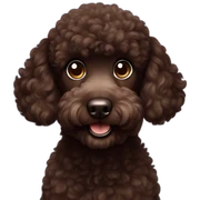 Mischievous Dark brown poodle sticker
