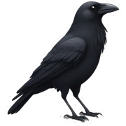 Crow sticker