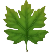 leaf sticker